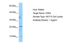 MAP6D1 Rabbit anti-Human, Polyclonal, Novus Biologicals 0.1 mL | Buy Online | Novus Biologicals | Fisher Scientific